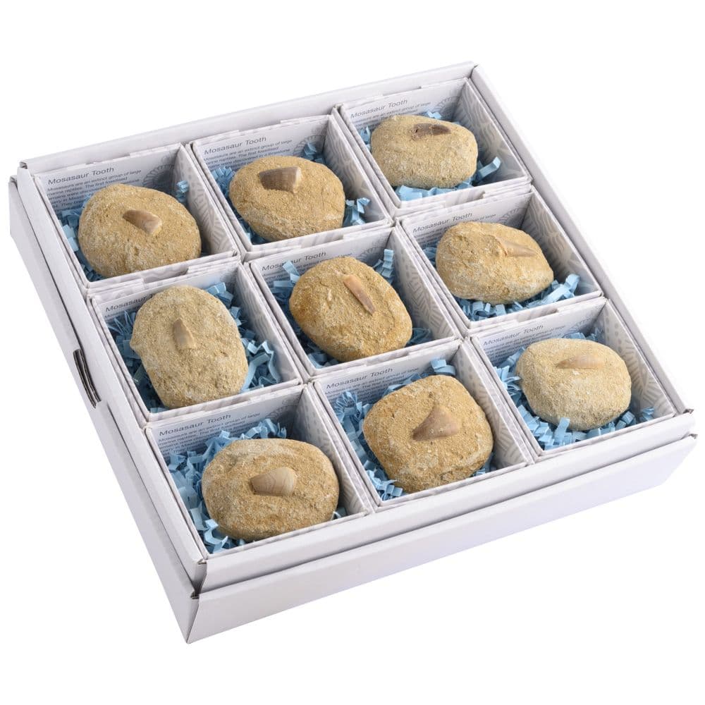 Fossile de dent de mosasaure en coffret cadeau avec carte d'information (UNITÉ UNITAIRE)