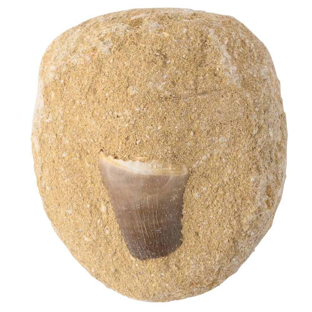 Fossile de dent de mosasaure en coffret cadeau avec carte d'information (UNITÉ UNITAIRE)