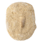 Mosasaur Tooth Fossil Gift Boxed with Information Card (SINGLE UNIT)