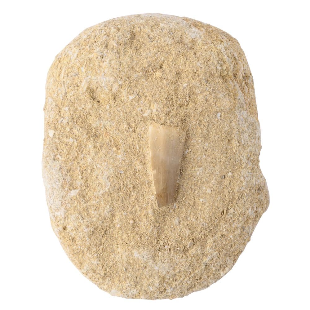 Fossile de dent de mosasaure en coffret cadeau avec carte d'information (UNITÉ UNITAIRE)